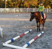 Equine Kingdom - 