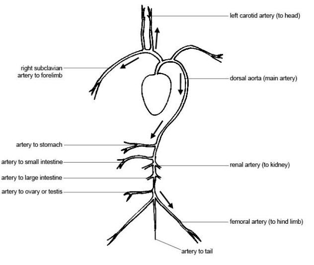 Image:Main arteries of the body.jpg